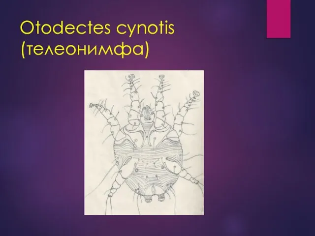 Otodectes cynotis (телеонимфа)