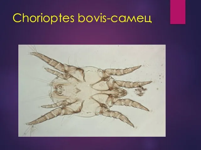 Chorioptes bovis-самец
