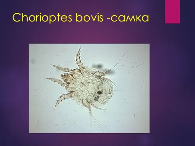 Сhorioptes bovis -самка