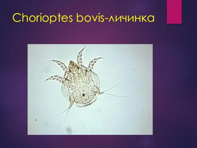 Сhorioptes bovis-личинка