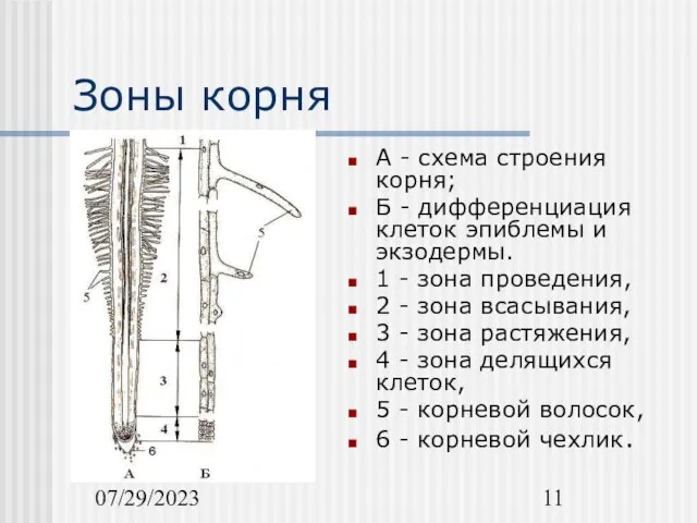 07/29/2023 Зоны корня А - схема строения корня; Б - дифференциация