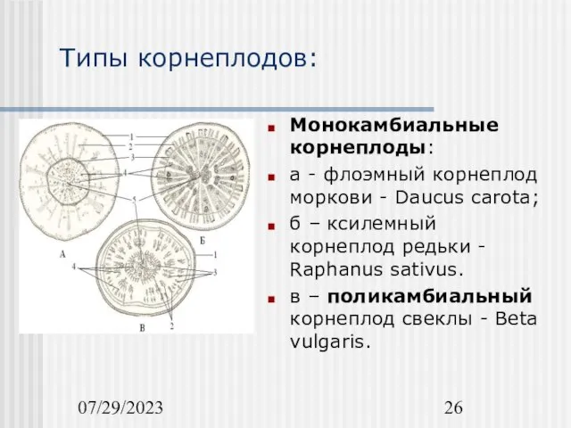 07/29/2023 Типы корнеплодов: Монокамбиальные корнеплоды: а - флоэмный корнеплод моркови -