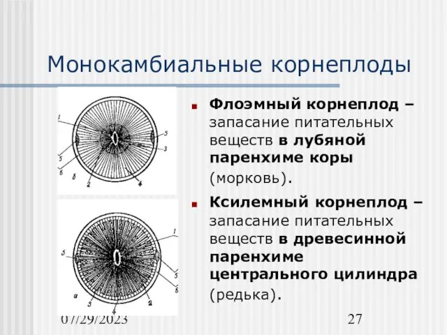 07/29/2023 Монокамбиальные корнеплоды Флоэмный корнеплод – запасание питательных веществ в лубяной