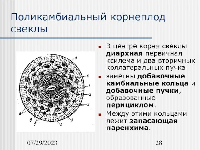 07/29/2023 Поликамбиальный корнеплод свеклы В центре корня свеклы диархная первичная ксилема