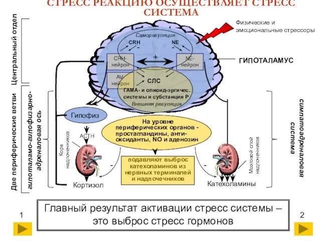 СТРЕСС РЕАКЦИЮ ОСУЩЕСТВЛЯЕТ СТРЕСС СИСТЕМА ГИПОТАЛАМУС Физические и эмоциональные стрессоры Главный