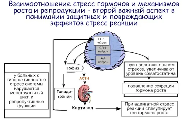 Взаимоотношение стресс гормонов и механизмов роста и репродукции - второй важный