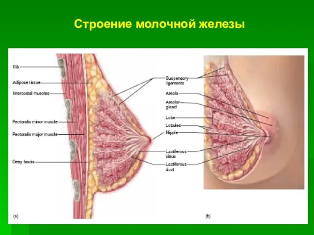 Строение молочной железы