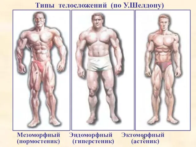 Типы телосложений (по У.Шелдону) Мезоморфный Эндоморфный Эктоморфный (нормостеник) (гиперстеник) (астеник)