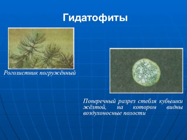 Гидатофиты Роголистник погружённый Поперечный разрез стебля кубышки жёлтой, на котором видны воздухоносные полости