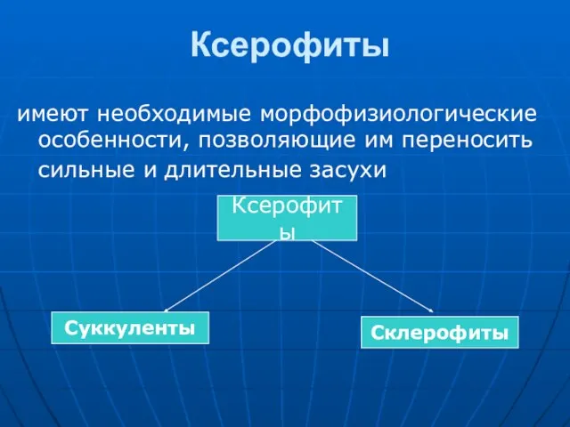 Ксерофиты имеют необходимые морфофизиологические особенности, позволяющие им переносить сильные и длительные засухи Ксерофиты Суккуленты Склерофиты