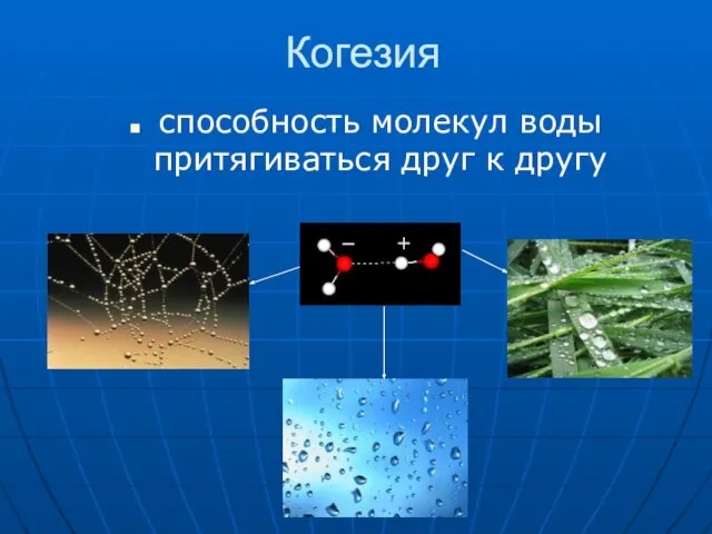 Когезия способность молекул воды притягиваться друг к другу