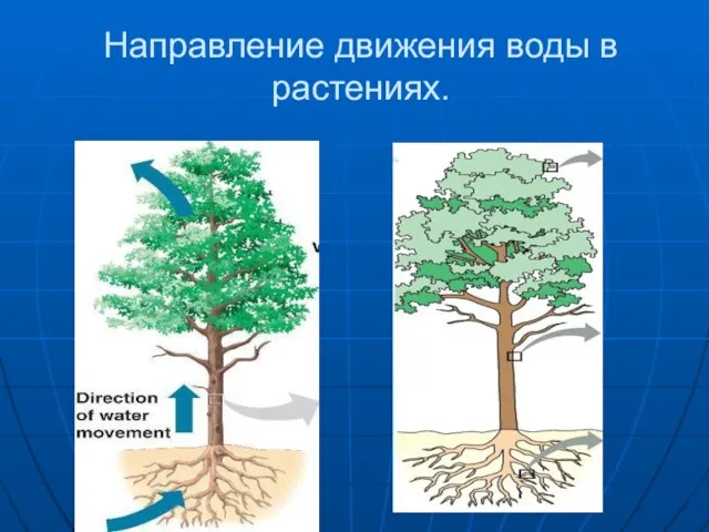 Направление движения воды в растениях.