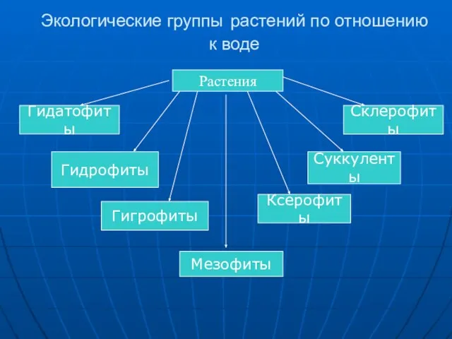 Экологические группы растений по отношению к воде Растения Гидатофиты Гидрофиты Гигрофиты Мезофиты Ксерофиты Суккуленты Склерофиты