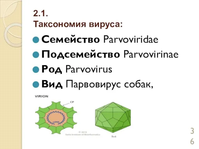 2.1. Таксономия вируса: Семейство Parvoviridae Подсемейство Parvovirinae Род Parvovirus Вид Парвовирус собак,