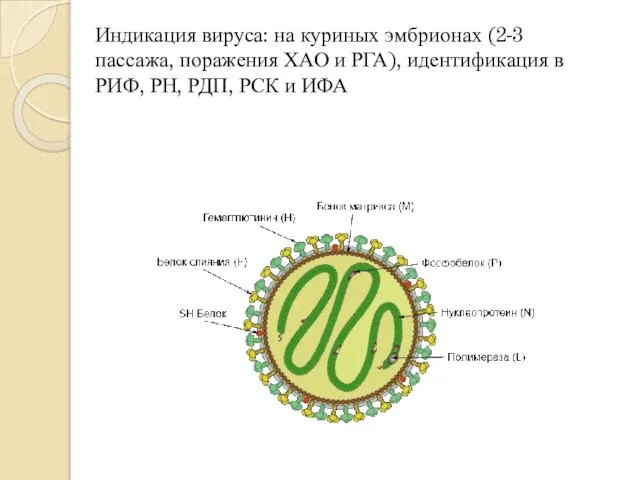 Индикация вируса: на куриных эмбрионах (2-3 пассажа, поражения ХАО и РГА),