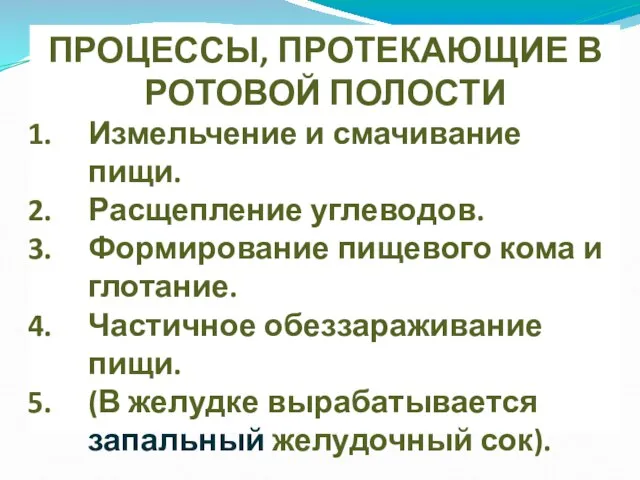 ПРОЦЕССЫ, ПРОТЕКАЮЩИЕ В РОТОВОЙ ПОЛОСТИ Измельчение и смачивание пищи. Расщепление углеводов.