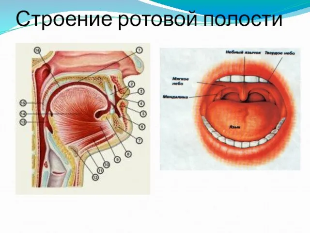 Строение ротовой полости