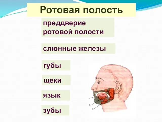 Ротовая полость губы щеки зубы слюнные железы язык преддверие ротовой полости