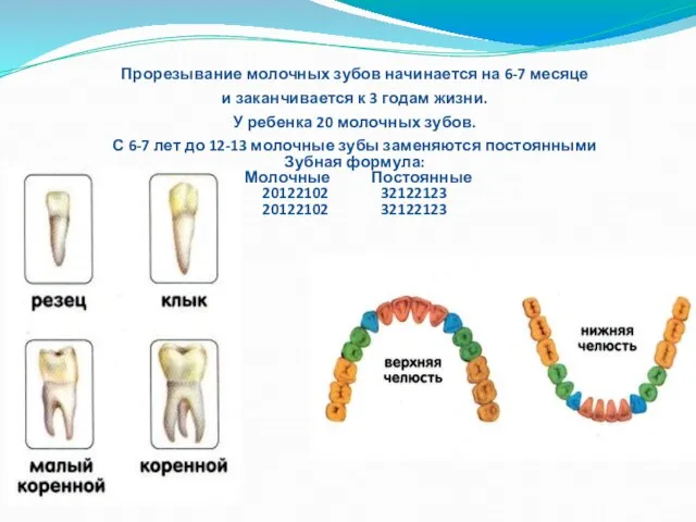 Прорезывание молочных зубов начинается на 6-7 месяце и заканчивается к 3