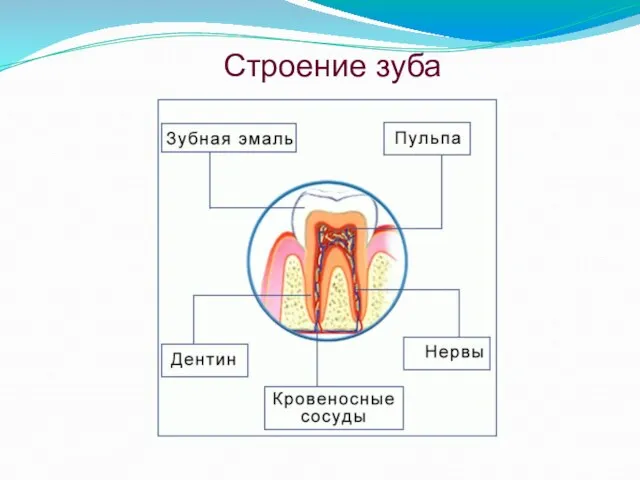 Строение зуба