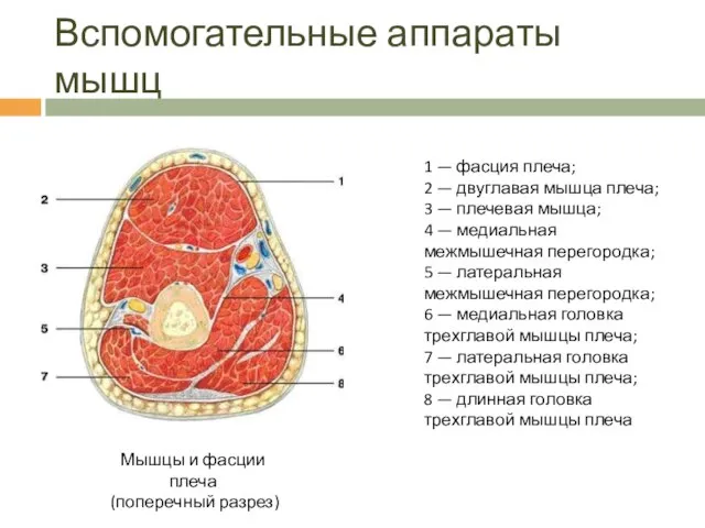 Вспомогательные аппараты мышц 1 — фасция плеча; 2 — двуглавая мышца