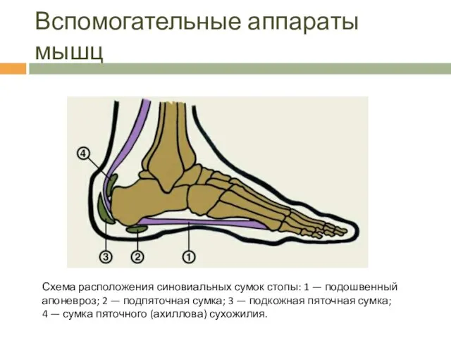 Вспомогательные аппараты мышц Схема расположения синовиальных сумок стопы: 1 — подошвенный