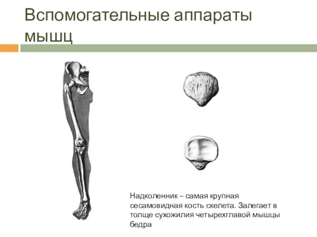 Вспомогательные аппараты мышц Надколенник – самая крупная сесамовидная кость скелета. Залегает