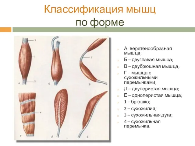 Классификация мышц по форме А- веретенообразная мышца; Б – двуглавая мышца;