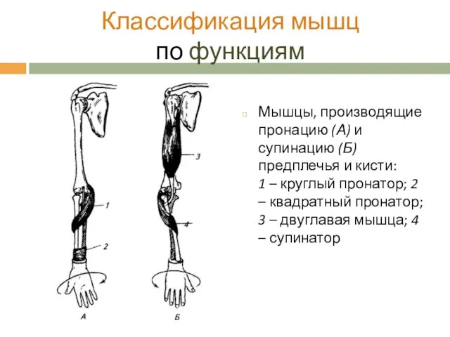 Классификация мышц по функциям Мышцы, производящие пронацию (А) и супинацию (Б)