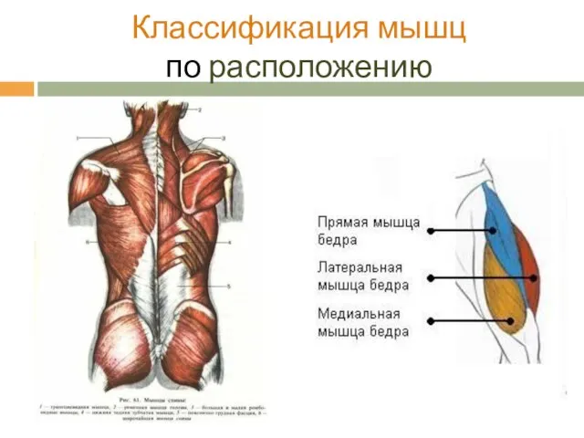 Классификация мышц по расположению