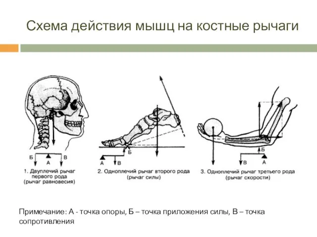 Схема действия мышц на костные рычаги Примечание: А - точка опоры,