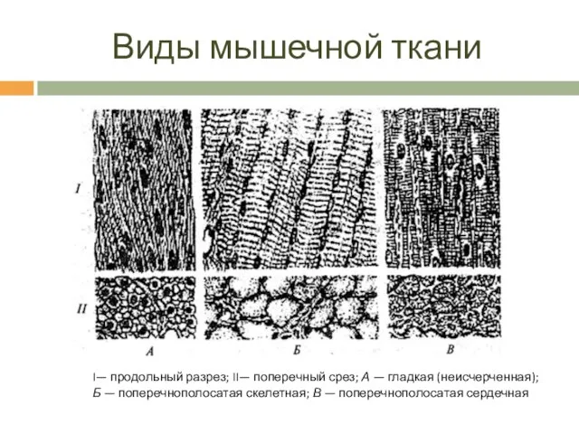 Виды мышечной ткани I— продольный разрез; II— поперечный срез; А —