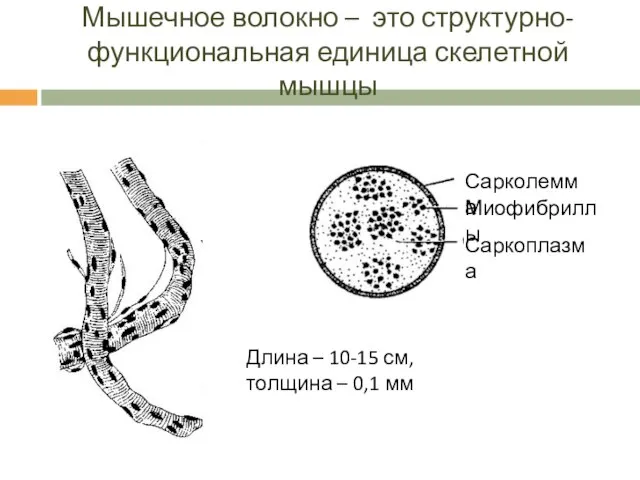 Мышечное волокно – это структурно-функциональная единица скелетной мышцы Длина – 10-15