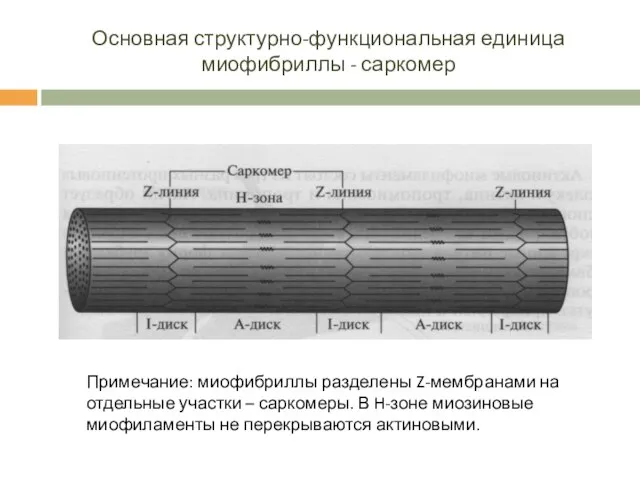 Основная структурно-функциональная единица миофибриллы - саркомер Примечание: миофибриллы разделены Z-мембранами на