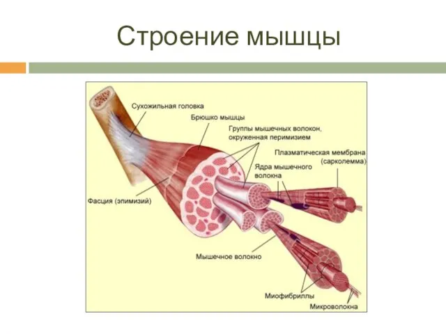 Строение мышцы