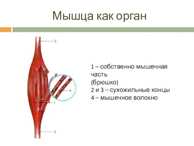 Мышца как орган 1 – собственно мышечная часть (брюшко) 2 и