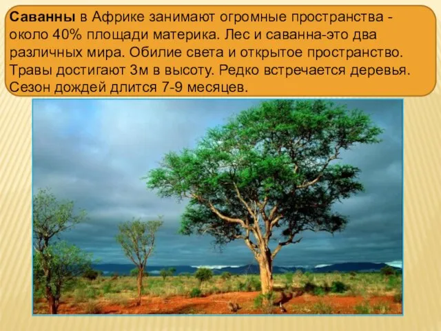 Саванны в Африке занимают огромные пространства -около 40% площади материка. Лес