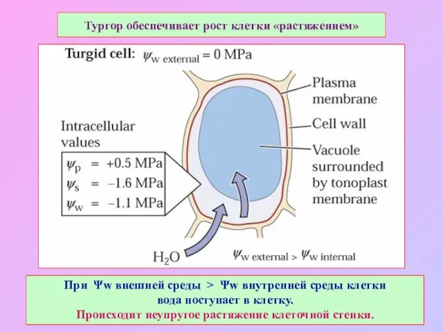 Тургор обеспечивает рост клетки «растяжением» При Ψw внешней среды > Ψw