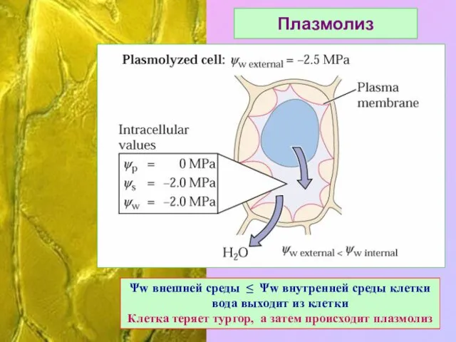 Плазмолиз Ψw внешней среды ≤ Ψw внутренней среды клетки вода выходит