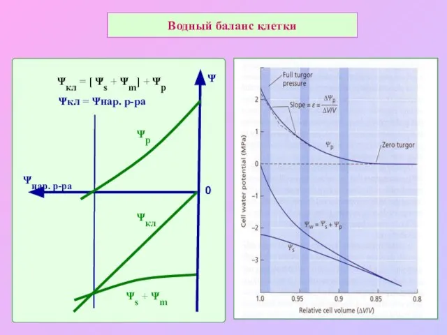 Водный баланс клетки Ψкл = Ψнар. р-ра