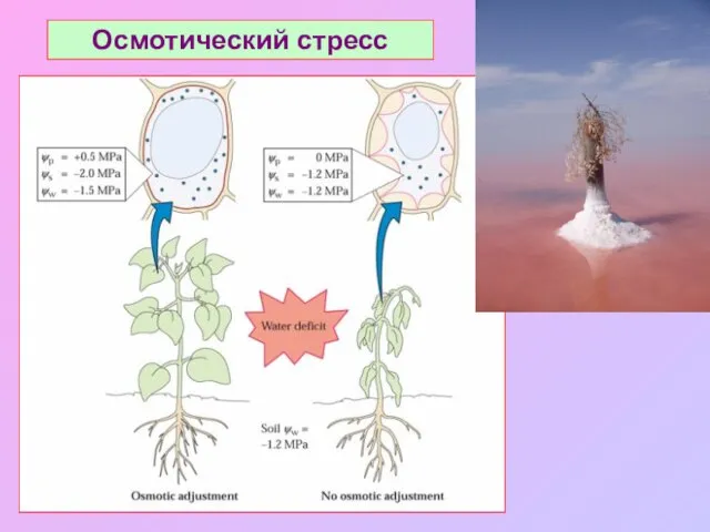 Осмотический стресс