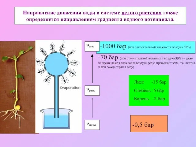 Направление движения воды в системе целого растения также определяется направлением градиента