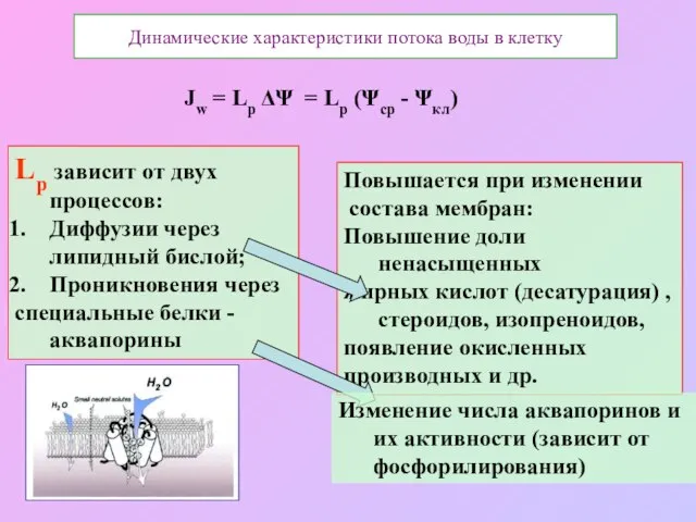 Повышается при изменении состава мембран: Повышение доли ненасыщенных жирных кислот (десатурация)