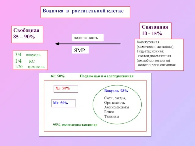 Водичка в растительной клетке Свободная 85 – 90% Связанная 10 -