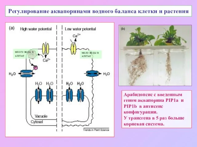 Регулирование аквапоринами водного баланса клетки и растения много воды в клетке