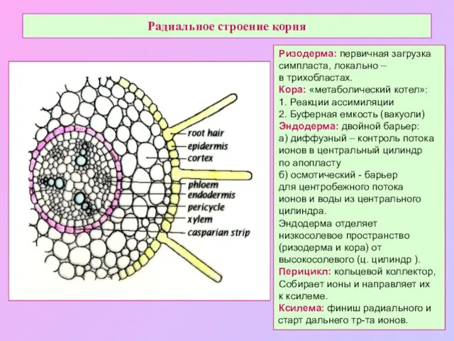 Радиальное строение корня Ризодерма: первичная загрузка симпласта, локально – в трихобластах.