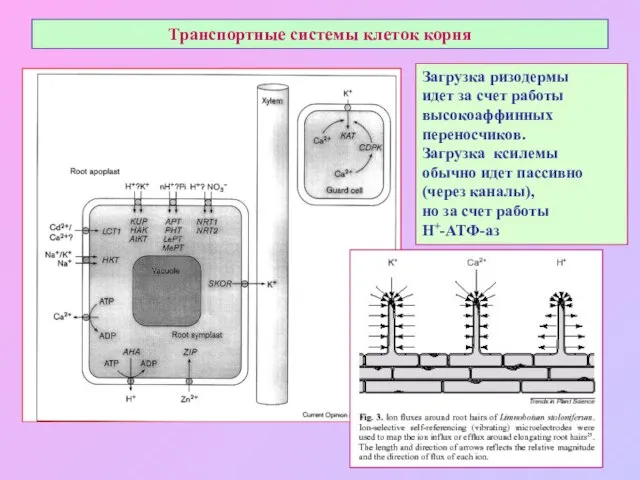 Транспортные системы клеток корня Загрузка ризодермы идет за счет работы высокоаффинных