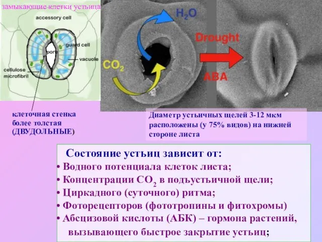 Состояние устьиц зависит от: Водного потенциала клеток листа; Концентрации СО2 в