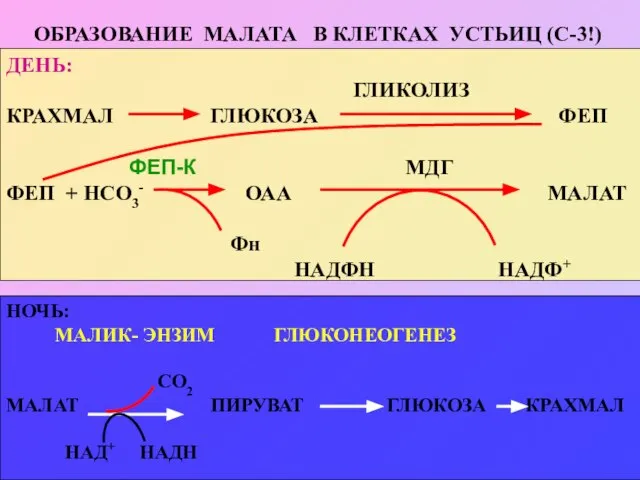 ОБРАЗОВАНИЕ МАЛАТА В КЛЕТКАХ УСТЬИЦ (С-3!) ДЕНЬ: ГЛИКОЛИЗ КРАХМАЛ ГЛЮКОЗА ФЕП