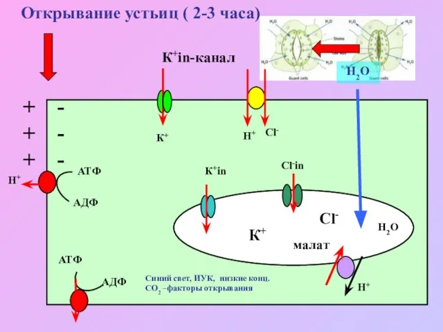 Открывание устьиц ( 2-3 часа) Н+ АТФ АДФ АТФ АДФ К+